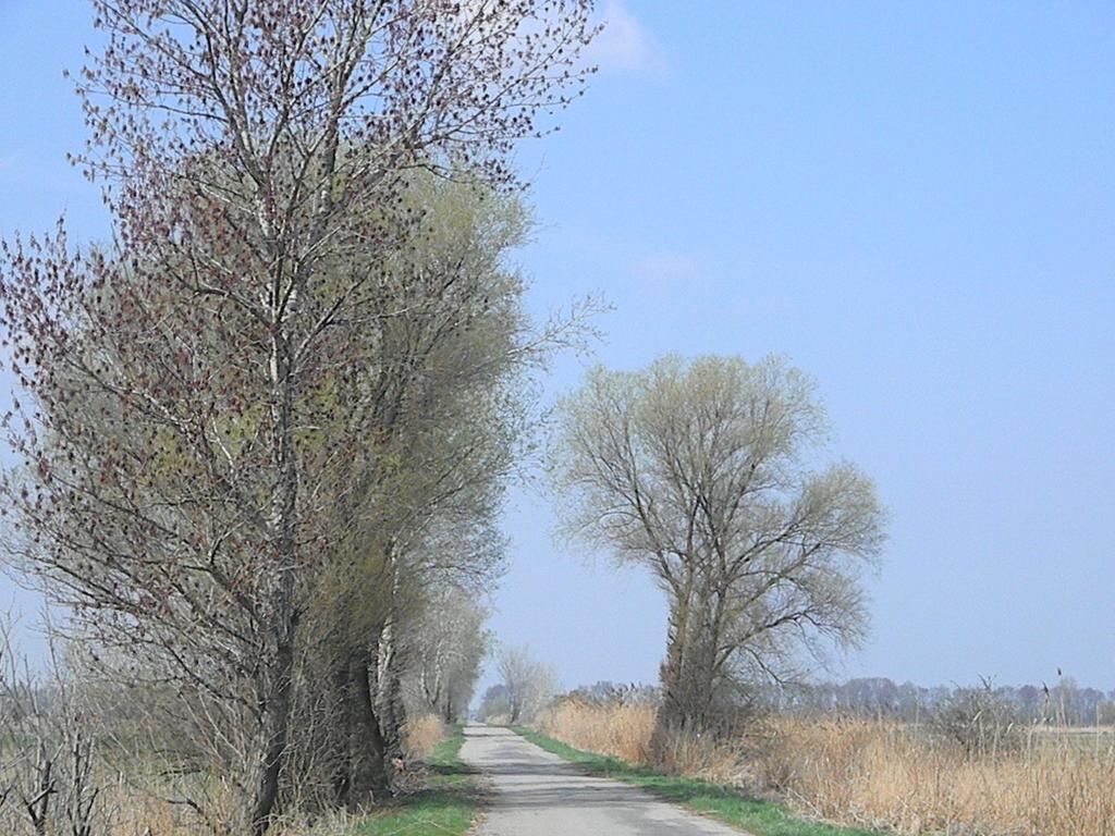 Gasthof Zur Linde Mosonszentandrás Kültér fotó